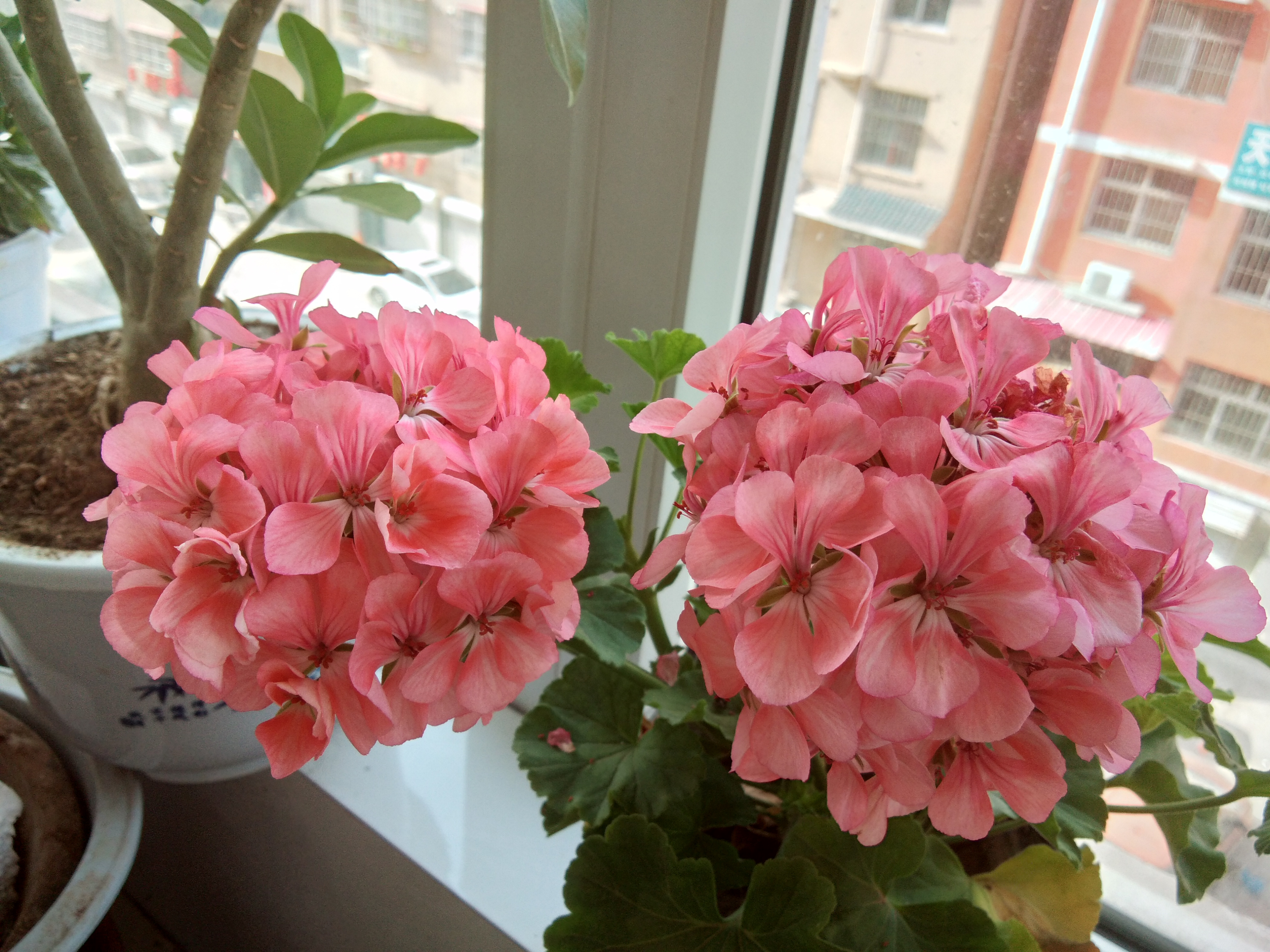 小心盆栽：女子白癜风恶化，表妹送的乔迁礼成罪魁祸首