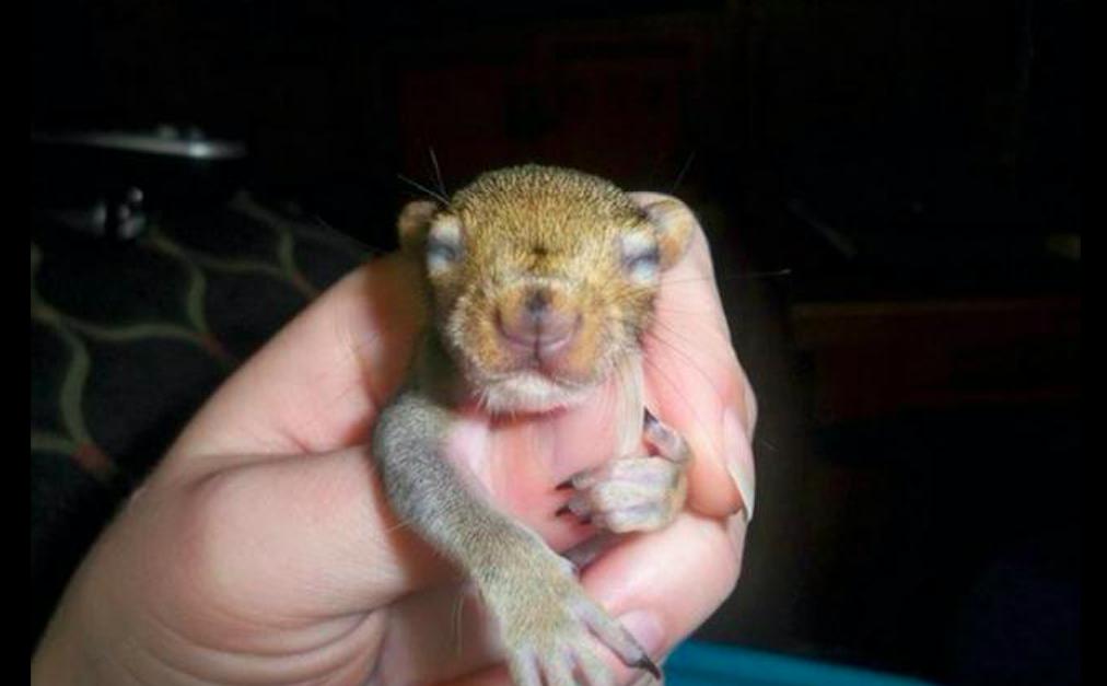 小松鼠回到家,松鼠放生后又回来了