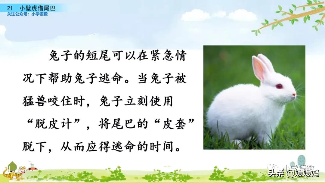 一年级小壁虎借尾巴原文图片,小壁虎借尾巴优质课一等奖