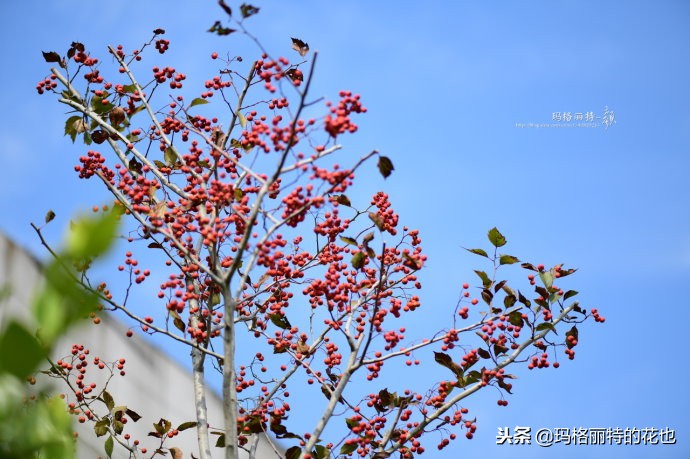 整个冬天都挂着的小红果，迷你山楂“冬果王”｜植物笔记