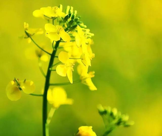 芸苔素磷酸二氢钾肥,你一定要知道的关键营养