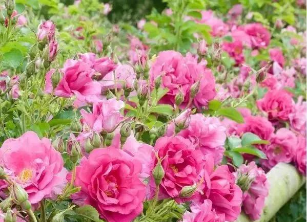 100种玫瑰花品种大全,玫瑰花有哪些品种大全