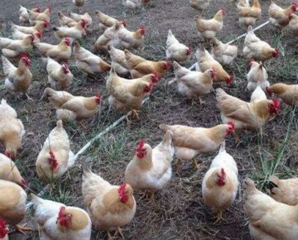 鸡盲肠肝炎用什么药效果好呢,鸡盲肠肝炎症状及图片