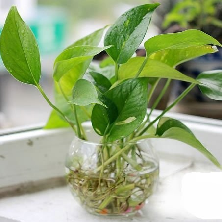 水培绿萝怎么养才能长得茂盛,水培绿萝绿萝里的土需不需要洗掉