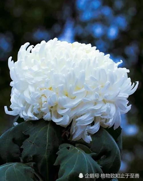 母亲的忌日是自己的生日,母亲的忌日感言