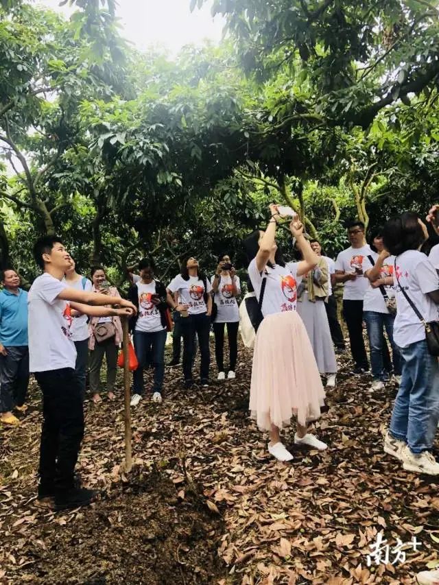 荔枝大王陈小敏直播卖货数据,荔枝大王陈小敏现在怎么样了