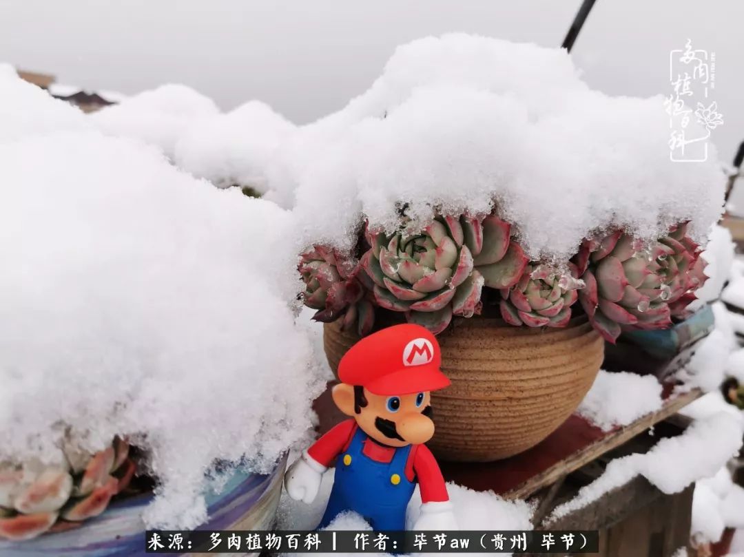 有多少次的会心一笑，全因多肉！那是一种心间流出的甜