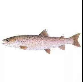 科普中国三文鱼,智利三文鱼