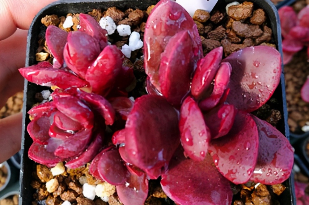 蝴蝶之舞锦多肉状态图,3种好看又好养的多肉你能不入手