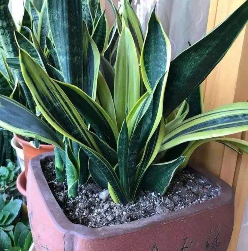 虎皮兰养护方法和注意事项,虎皮兰养护的正确方法