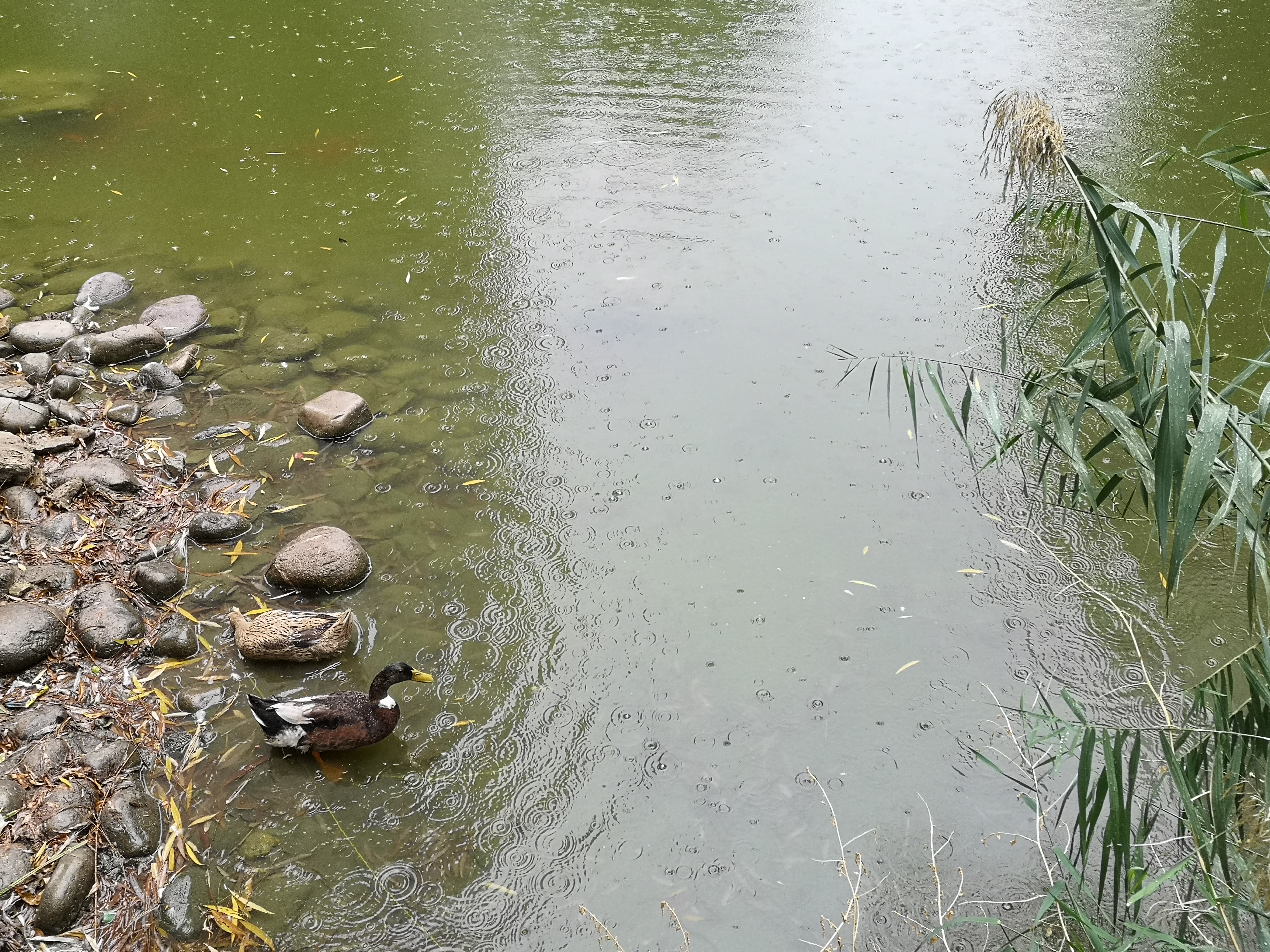 巷里林泉——去不了南方的绿头鸭