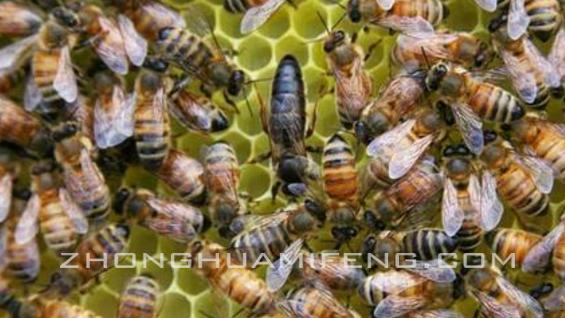 如何养蜜蜂新手,如何养蜜蜂才能快速出蜂蜜
