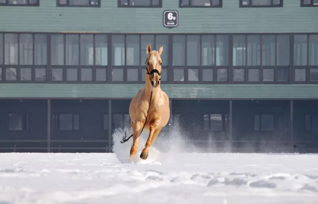 骏马训练方法视频,骏马的训练