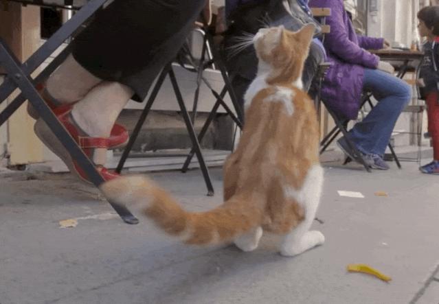 去土耳其当猫好吗,在土耳其做一只幸福的猫