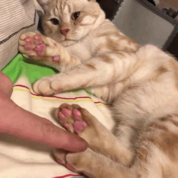 猫咪饲养管理现状,猫和老鼠猫咪现状