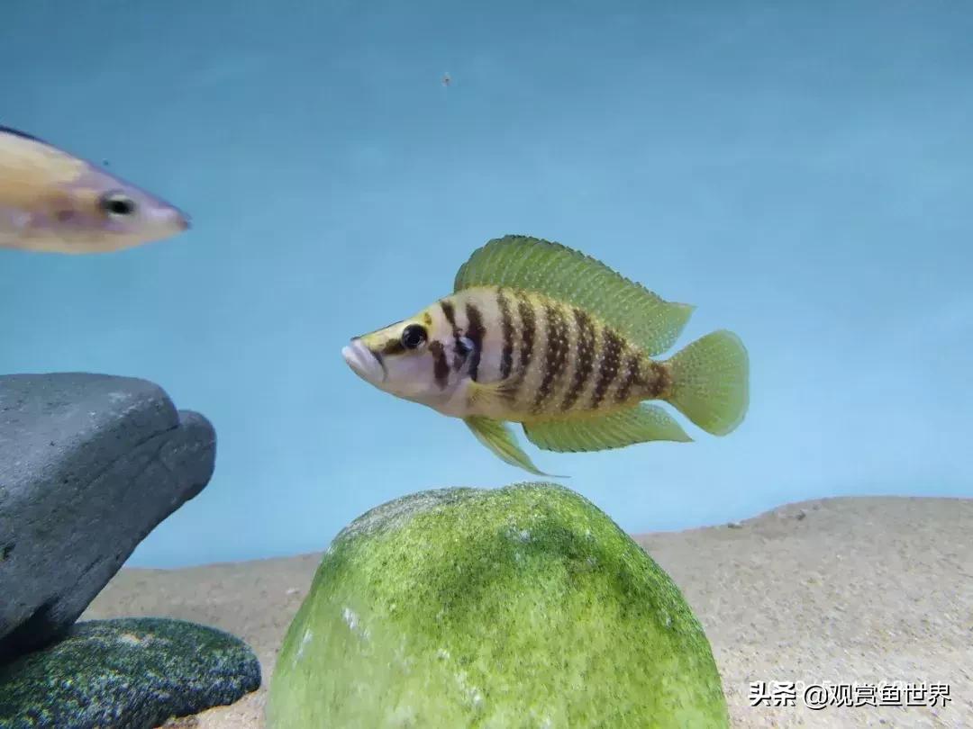 梦想的三湖世界持续建设中……方位:中国天津