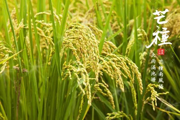 芒种除湿,芒种去湿气最好的方法