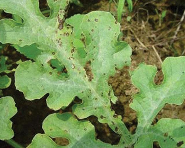 西瓜得了蔓枯病能全死亡吗,大棚西瓜的蔓枯病怎么治疗