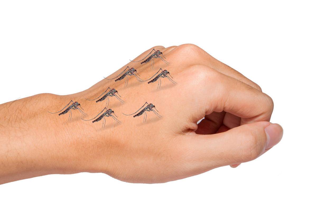 蚊子为啥爱o型血,蚊子更喜欢叮o型血的人类吗