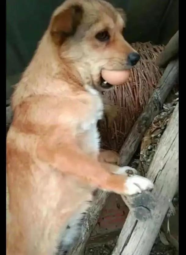 吉娃娃被气坏的视频,吉娃娃被气坏视频