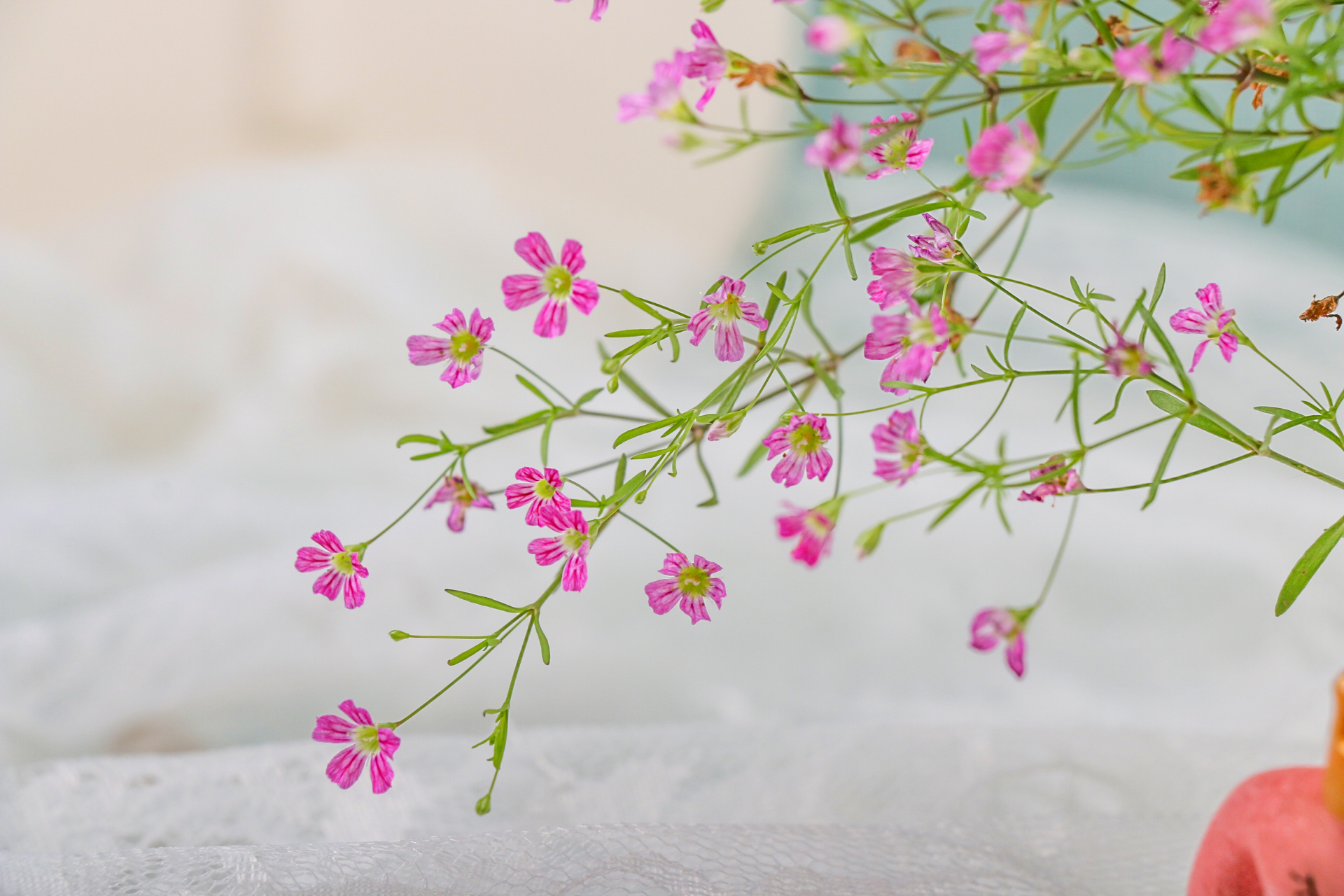 满天星盆栽花晒蔫了怎么救,满天星叶子枯萎怎么救