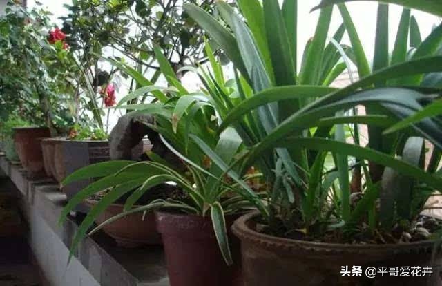 土壤缺少营养怎么补,土壤贫瘠改善