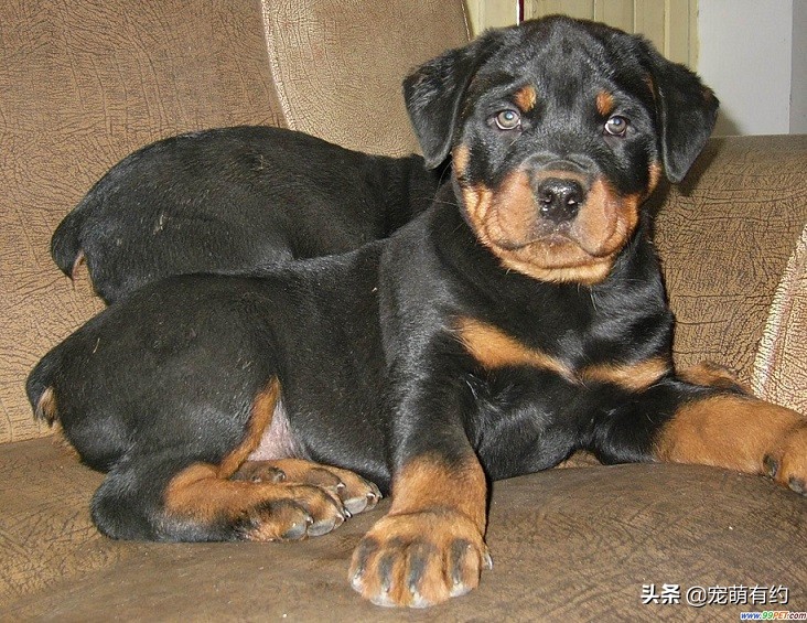 罗威纳成年犬怎样听话,罗威纳犬温顺听话