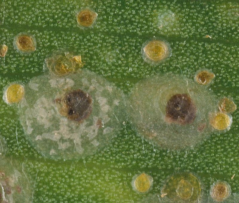 阳台上养花容易感染蚧壳虫,家庭花卉蚧壳虫的防治方法