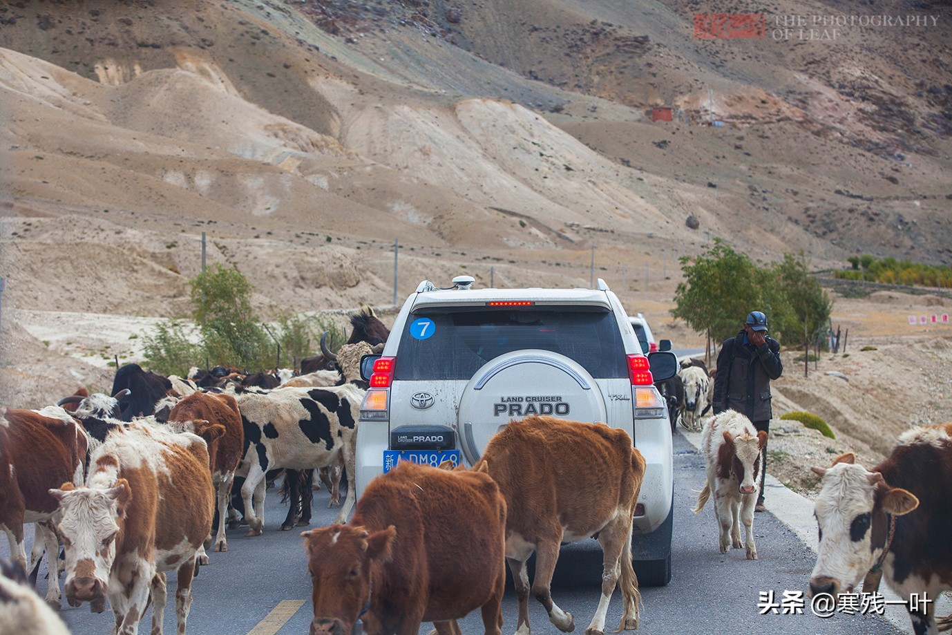 自驾*疆新**，路上撞到一只羊该怎么办？这位小哥的举动给我上了一课