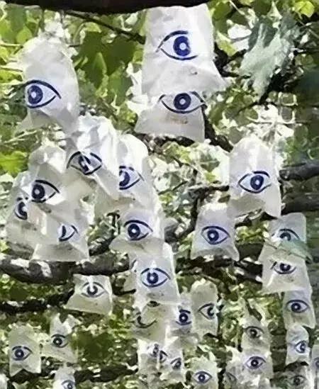 葡萄鸟害药物防治,葡萄萌芽期管理注意问题