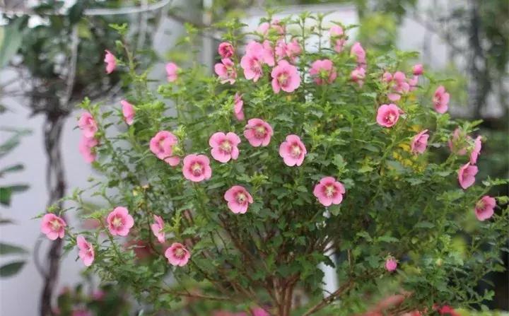 常见植物大全视频,常见的木本植物有哪些