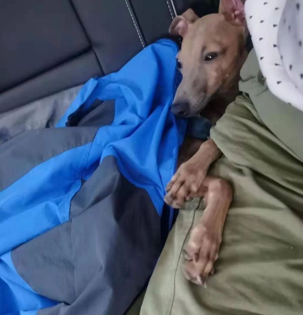 最近几天点赞最高的短视频,全国点赞最高的10个视频