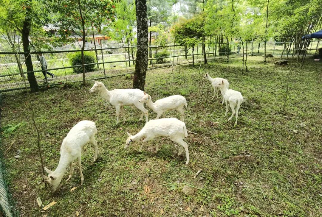 夏天泰顺避暑,泰顺度假胜地
