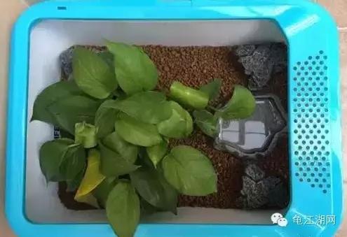 如何养殖水龟,如何合法饲养半水龟