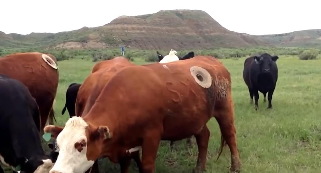 给牛身上开洞,牛身上的洞是怎样开的