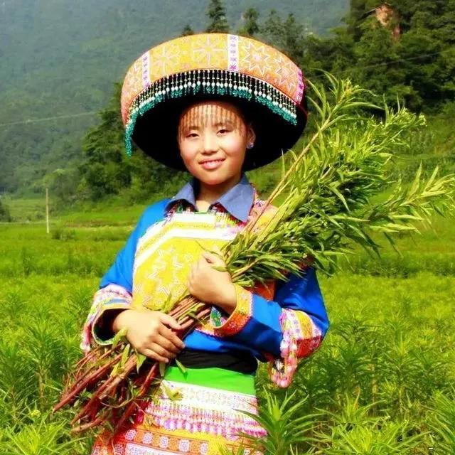 赶黄草喝酒,喝酒了能不能喝赶黄草