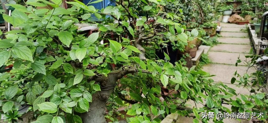 文人杂木盆景精品欣赏,可以做盆景的杂木图片大全