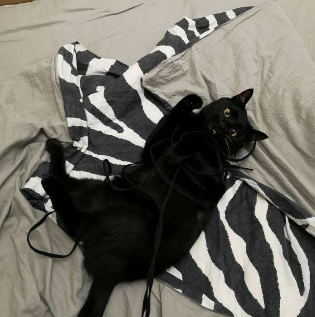 养黑白相间的猫十大禁忌,养纯黑色猫有什么好处