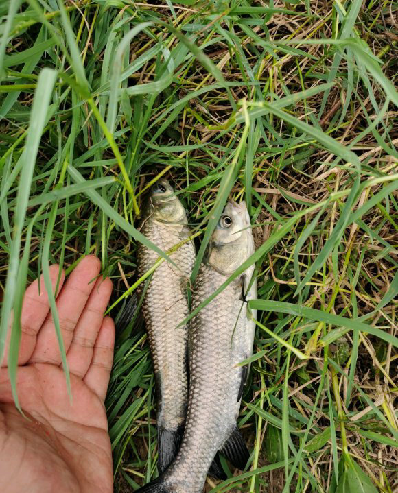 洪水冲出一个800斤的鲶鱼,湖南怀化草鱼