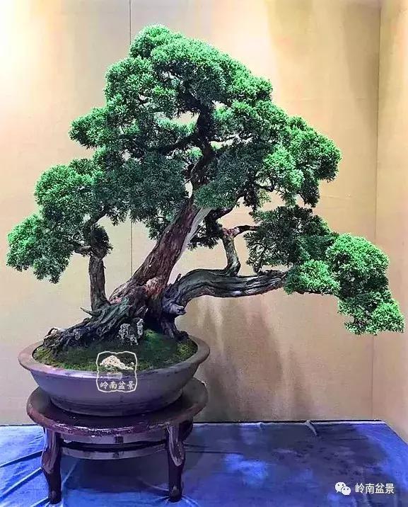 苍劲古朴挺拔有力的老桩盆景欣赏,老态龙钟盆景作品欣赏