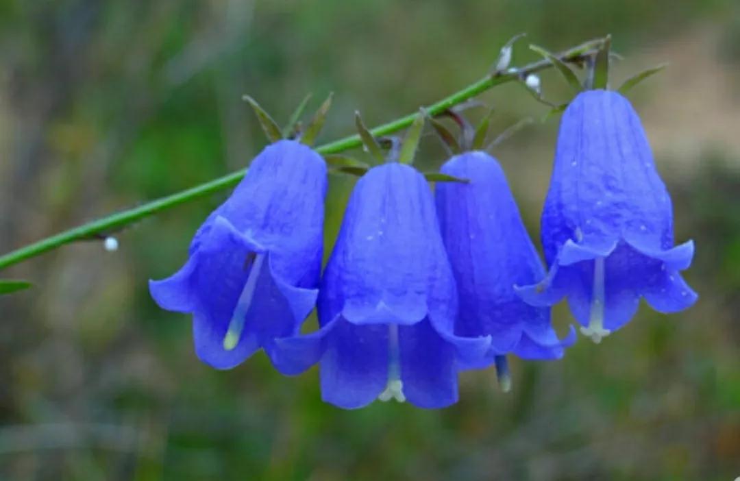 铃儿响叮当双音和弦五线谱,铃儿响叮当三级长笛