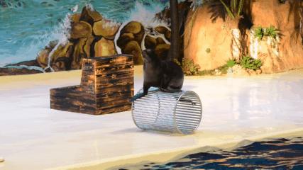 临沂海洋世界优惠券,临沂海洋世界特惠票