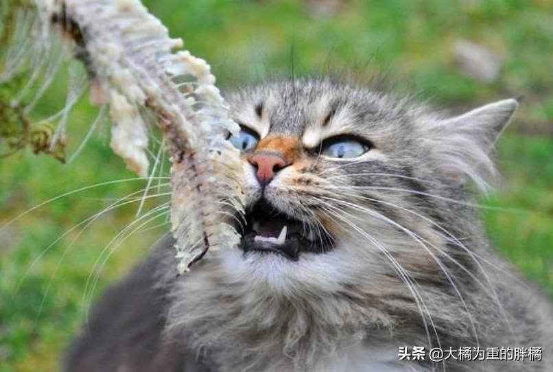 猫咪可以吃煎鱼会上火吗,猫咪可以吃鱼吗会不会卡住