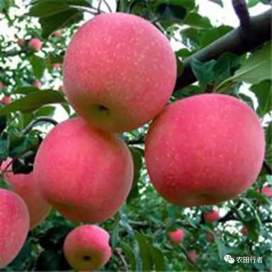 果园管理规章制度,柑橘果树修剪15条铁律