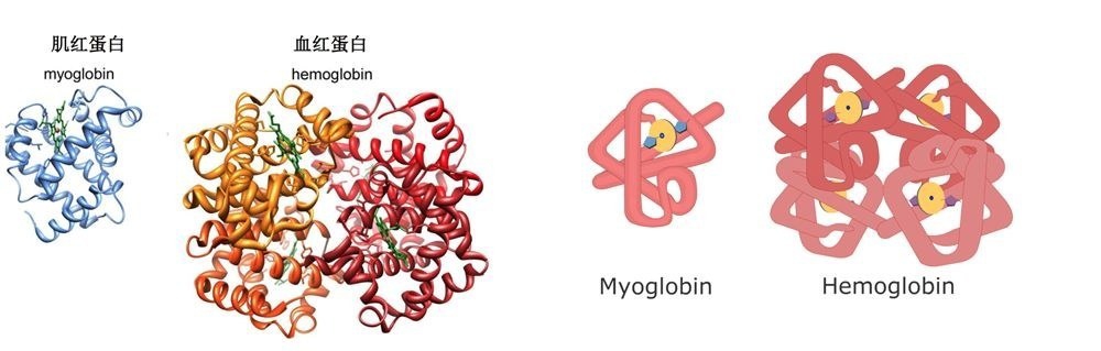 切牛排出血是什么原因,切牛排流下的红色汁水