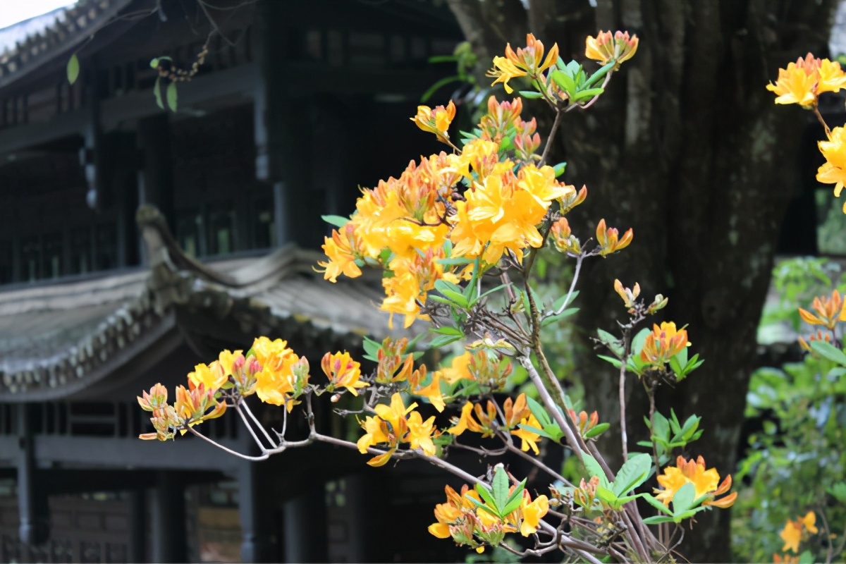 腾冲瑞丽芒市之旅,大美腾冲瑞丽游