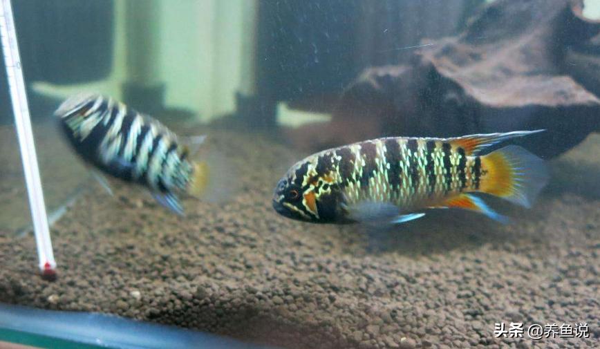 观赏鱼为什么不吃特效药,观赏鱼需要喂鱼饲料吗