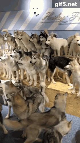 媳妇说丢就丢,媳妇说丢了怎么回