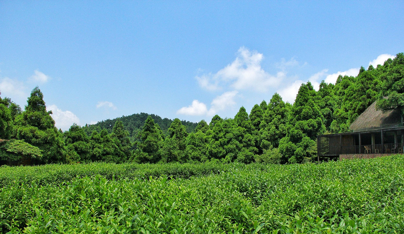 天台华顶山森林公园历史,李白来过天台吗