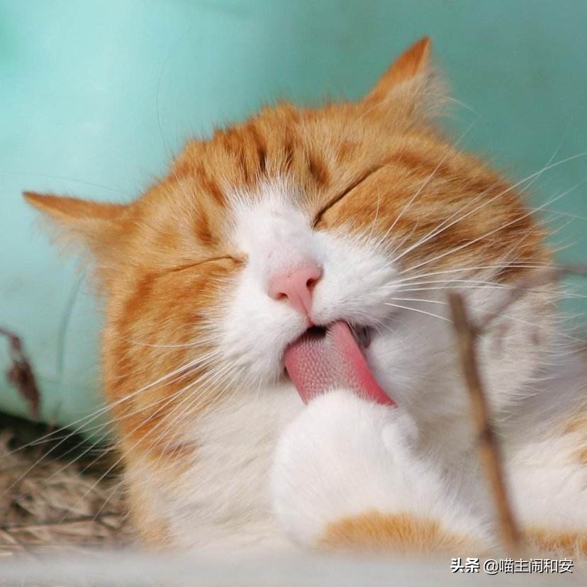 训猫上厕所的正确方法,怎么训猫让猫情绪稳定